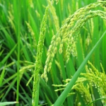 “alternative food networks” in China