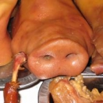 Pigs, Vegetarians, Riots…